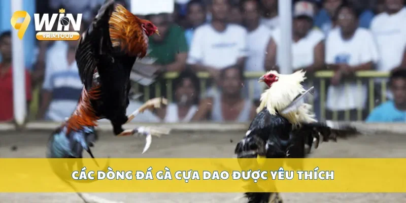 Các dòng đá gà cựa dao được yêu thích